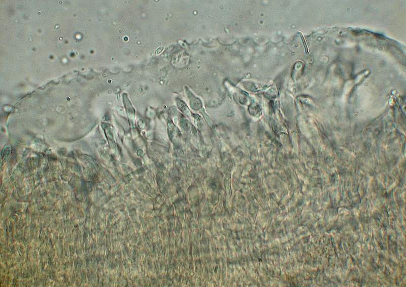 Panellus stipticus var. albidotomentosus  ?